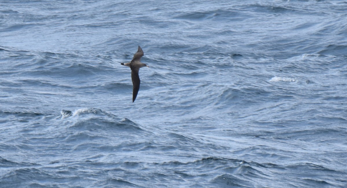 Cory's Shearwater - ML620564952