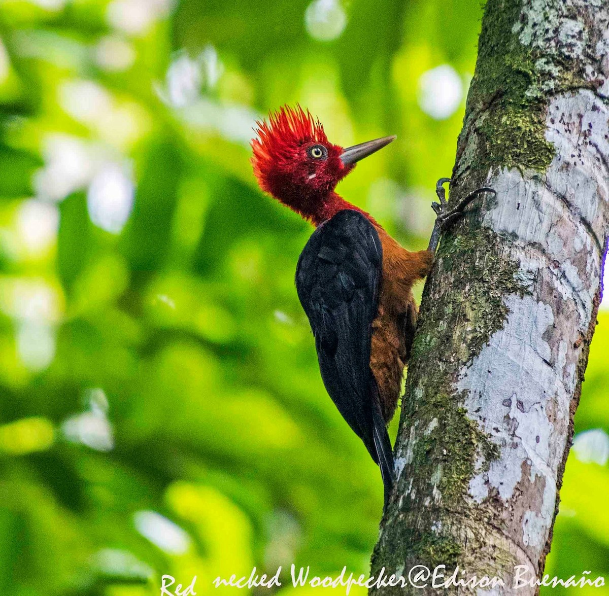 Red-necked Woodpecker - ML620564968