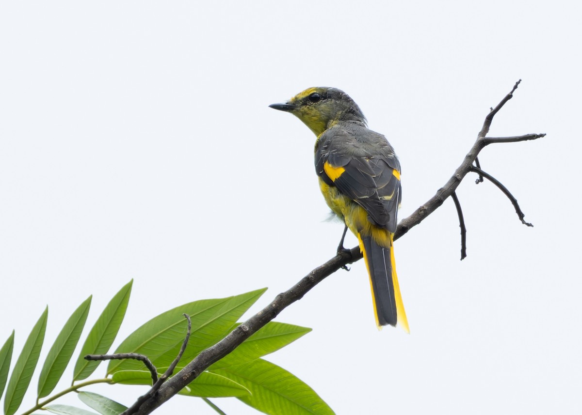 Short-billed Minivet - ML620564982