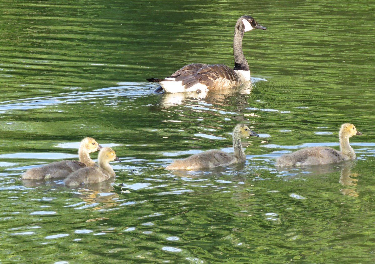 Canada Goose - Anonymous