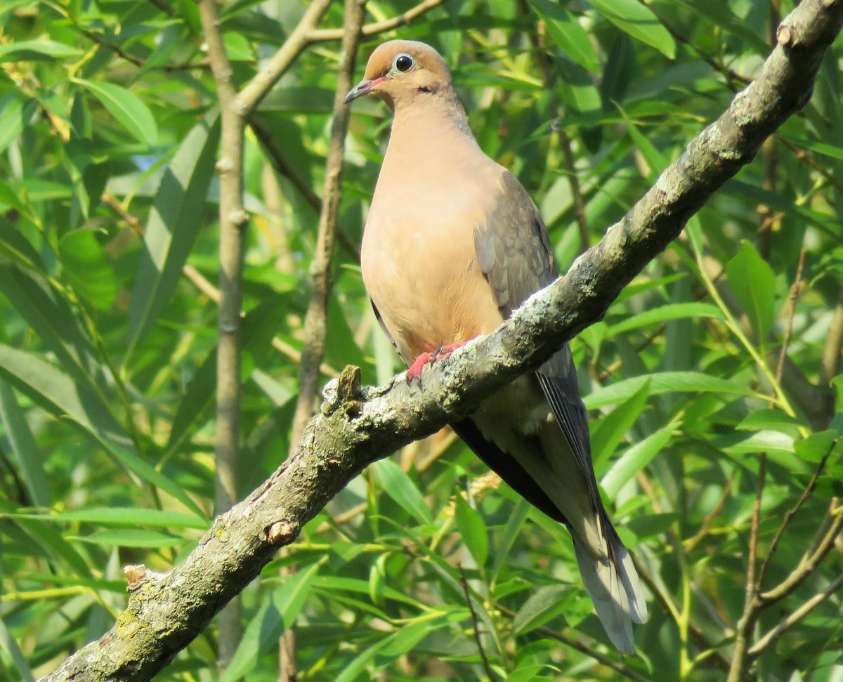 Mourning Dove - ML620565004