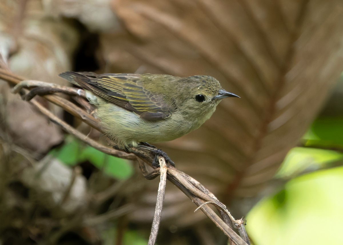 Plain Flowerpecker - ML620565010