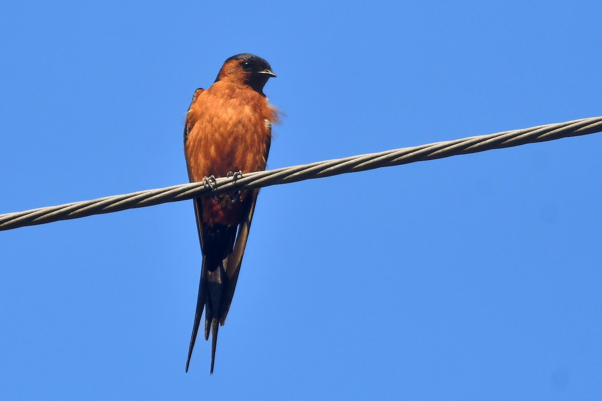 Rufous-bellied Swallow - ML620565023