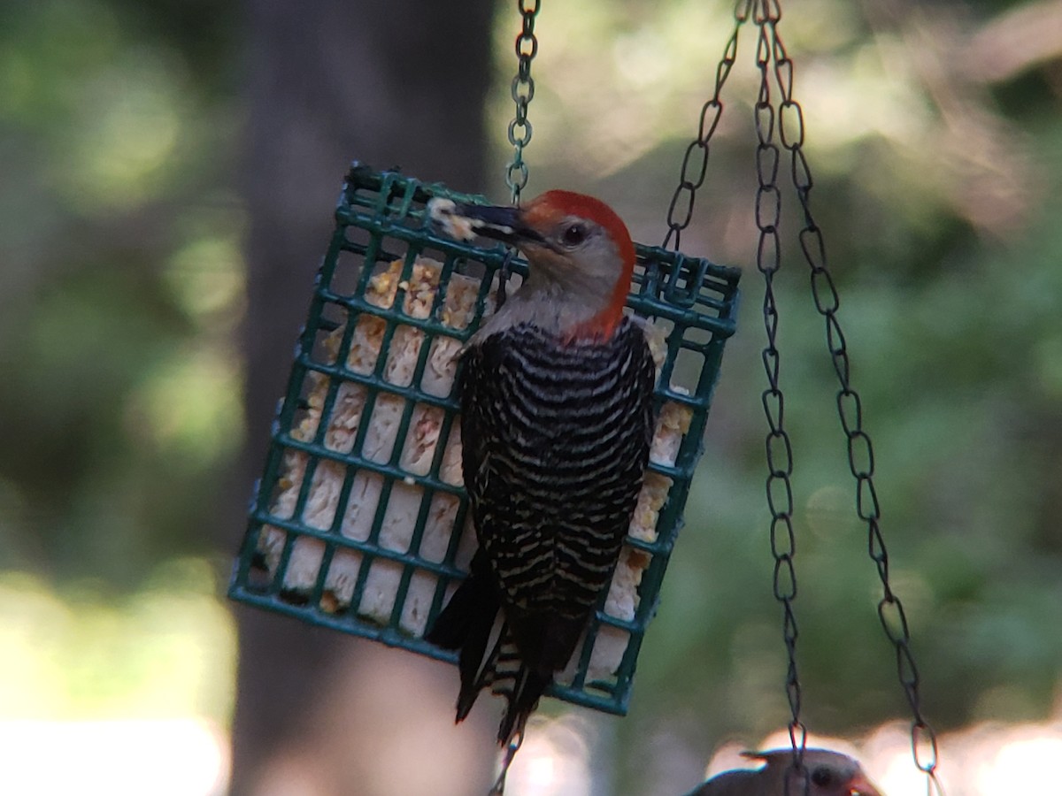 Red-bellied Woodpecker - Michelle Spacek