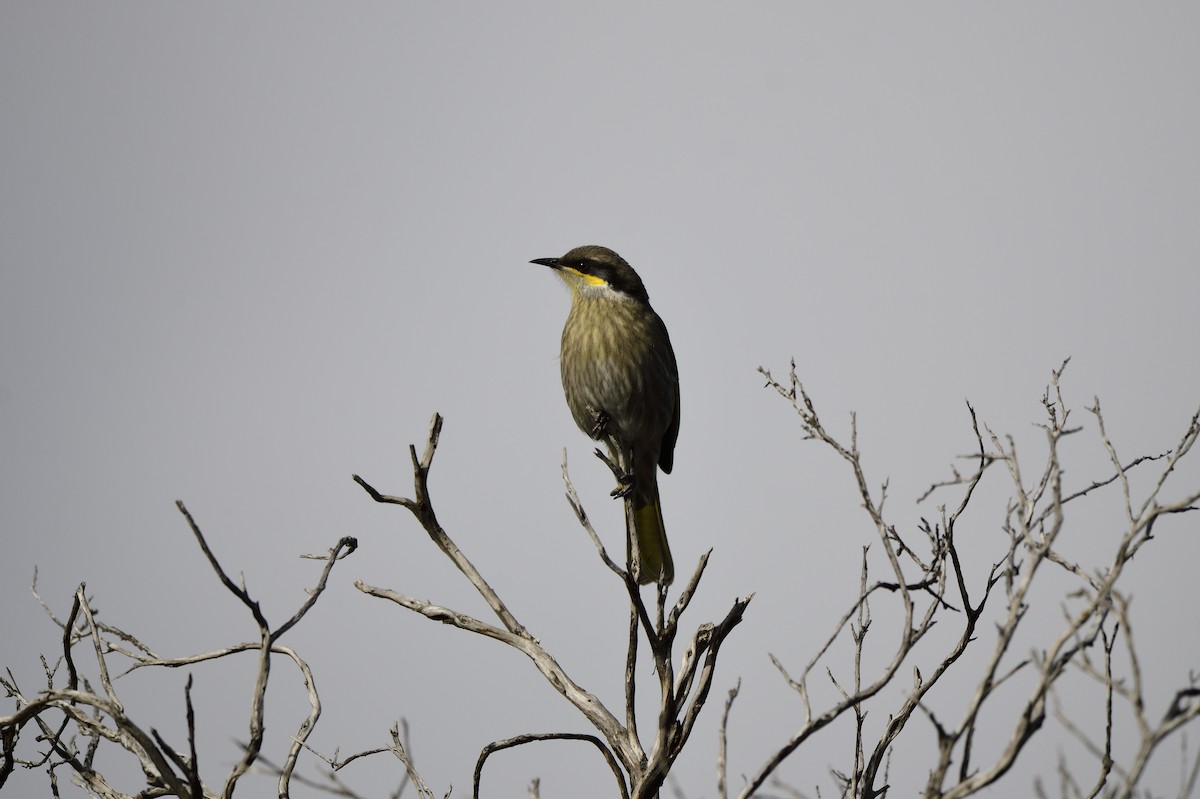 Singing Honeyeater - ML620565027