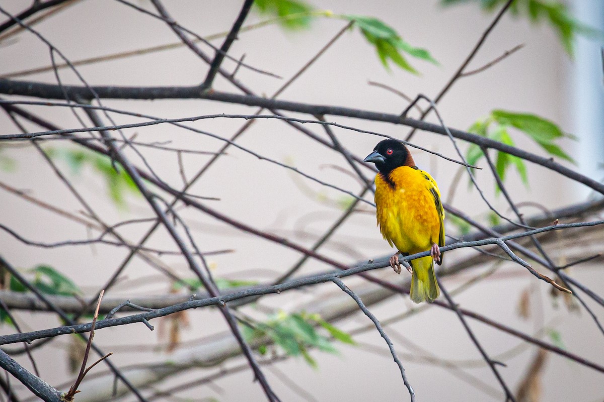 Village Weaver - ML620565036