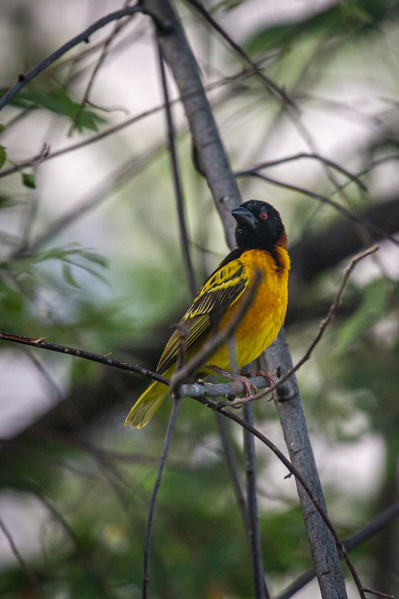 Village Weaver - ML620565039