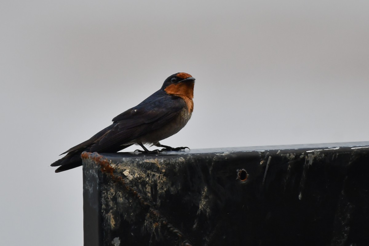 Pacific Swallow (Pacific) - ML620565050