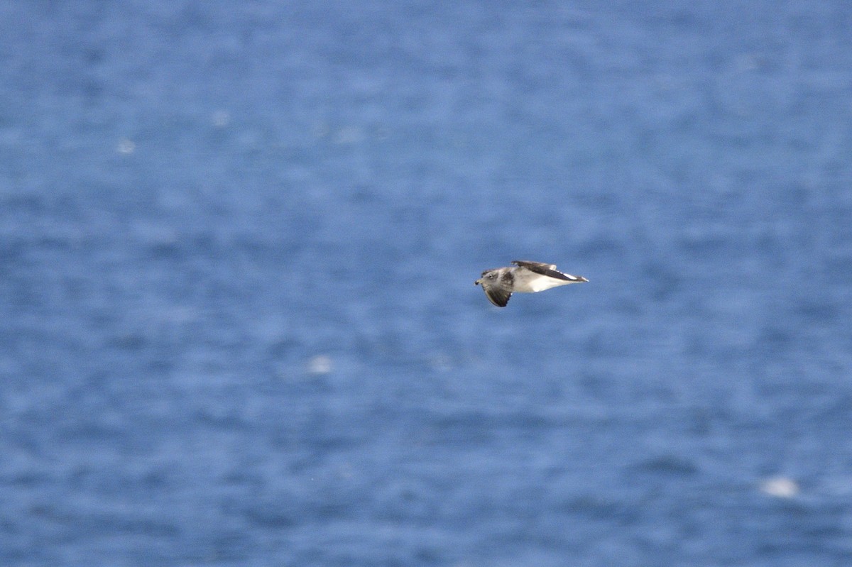 Kelp Gull - ML620565052