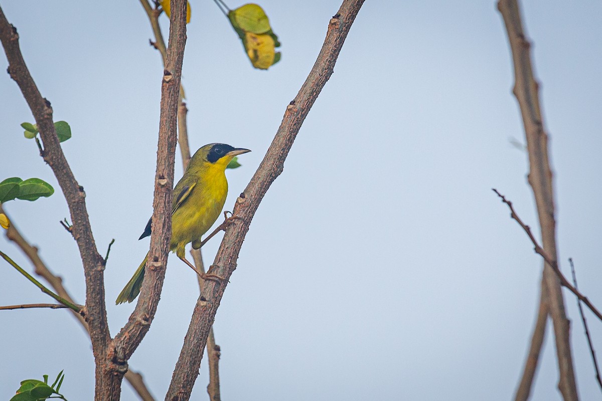 Mascarita Equinoccial (aequinoctialis) - ML620565056