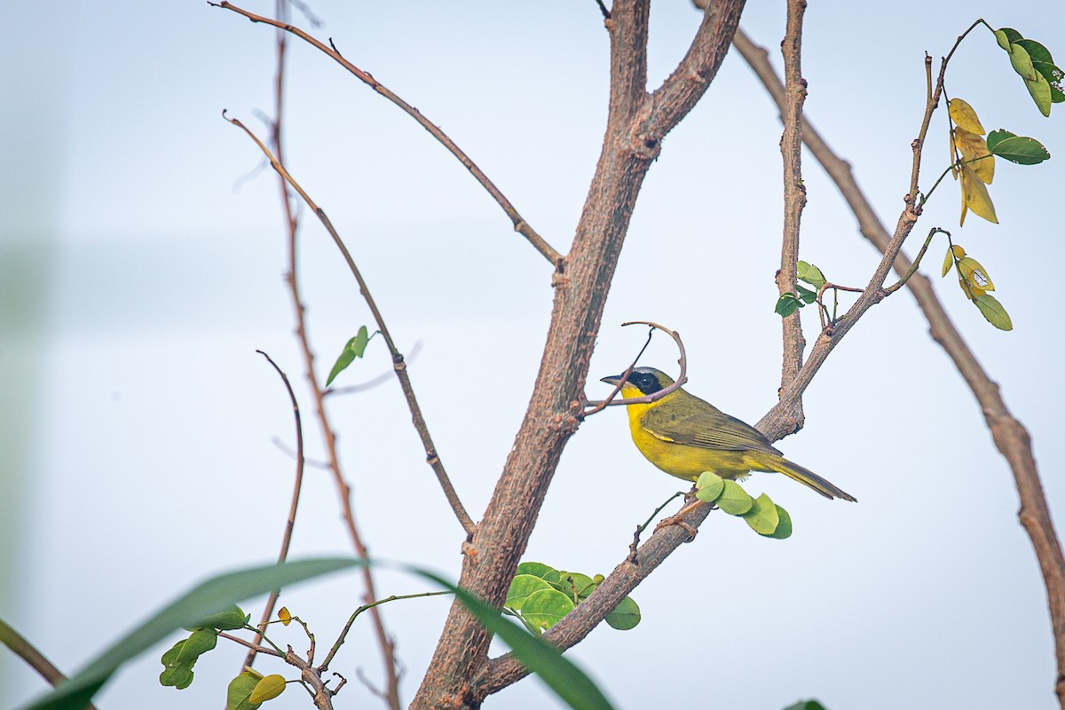 Masked Yellowthroat - ML620565057