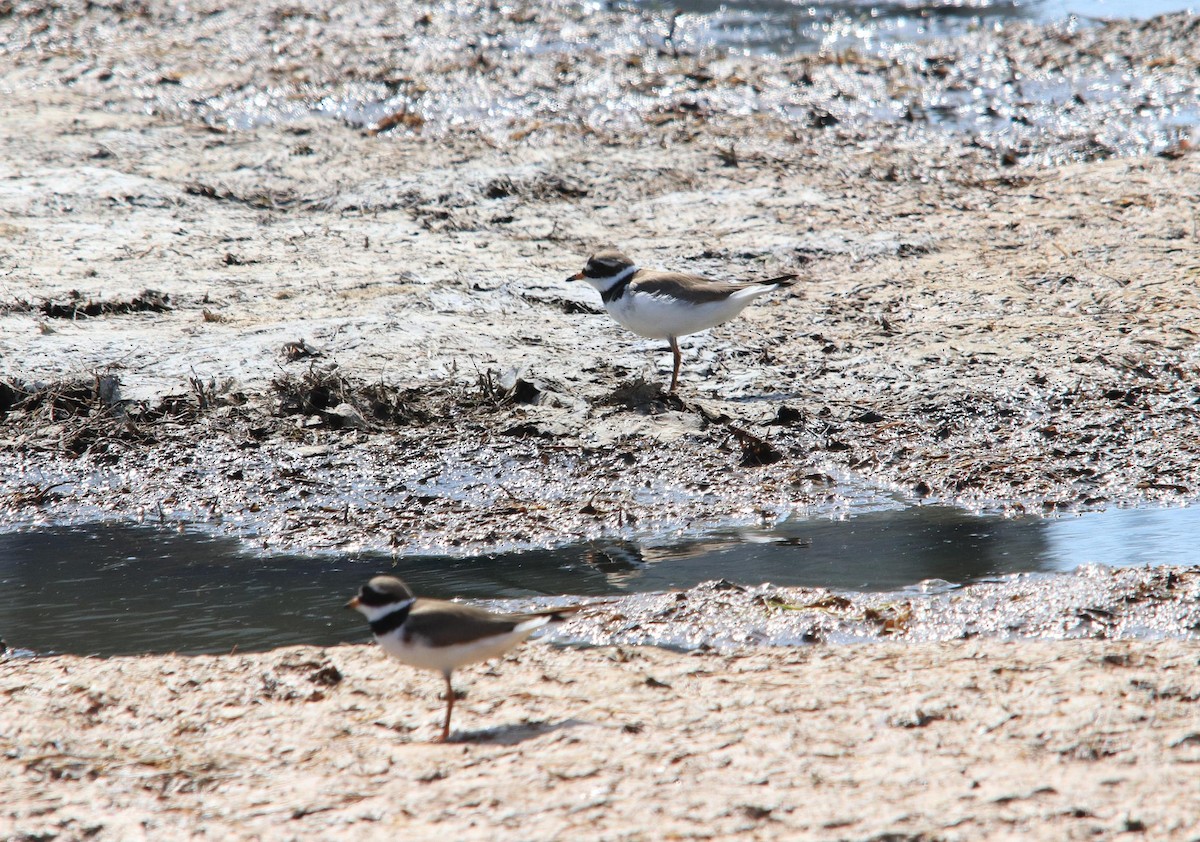 Common Ringed Plover - ML620565069