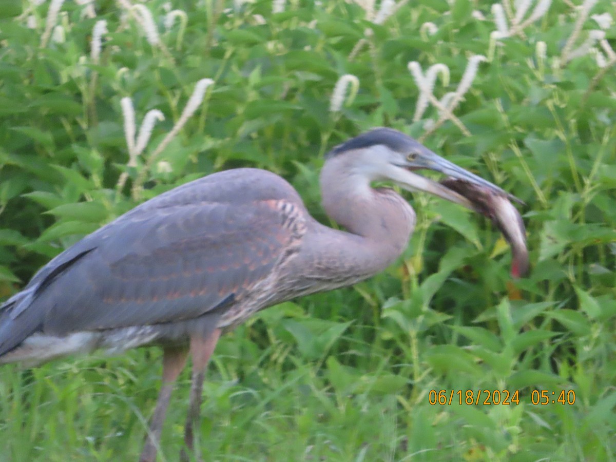 Great Blue Heron - ML620565070