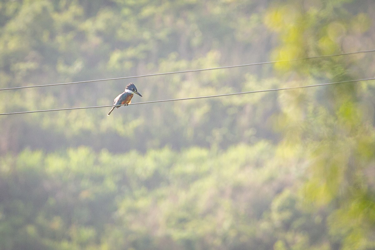 Ringed Kingfisher - ML620565081