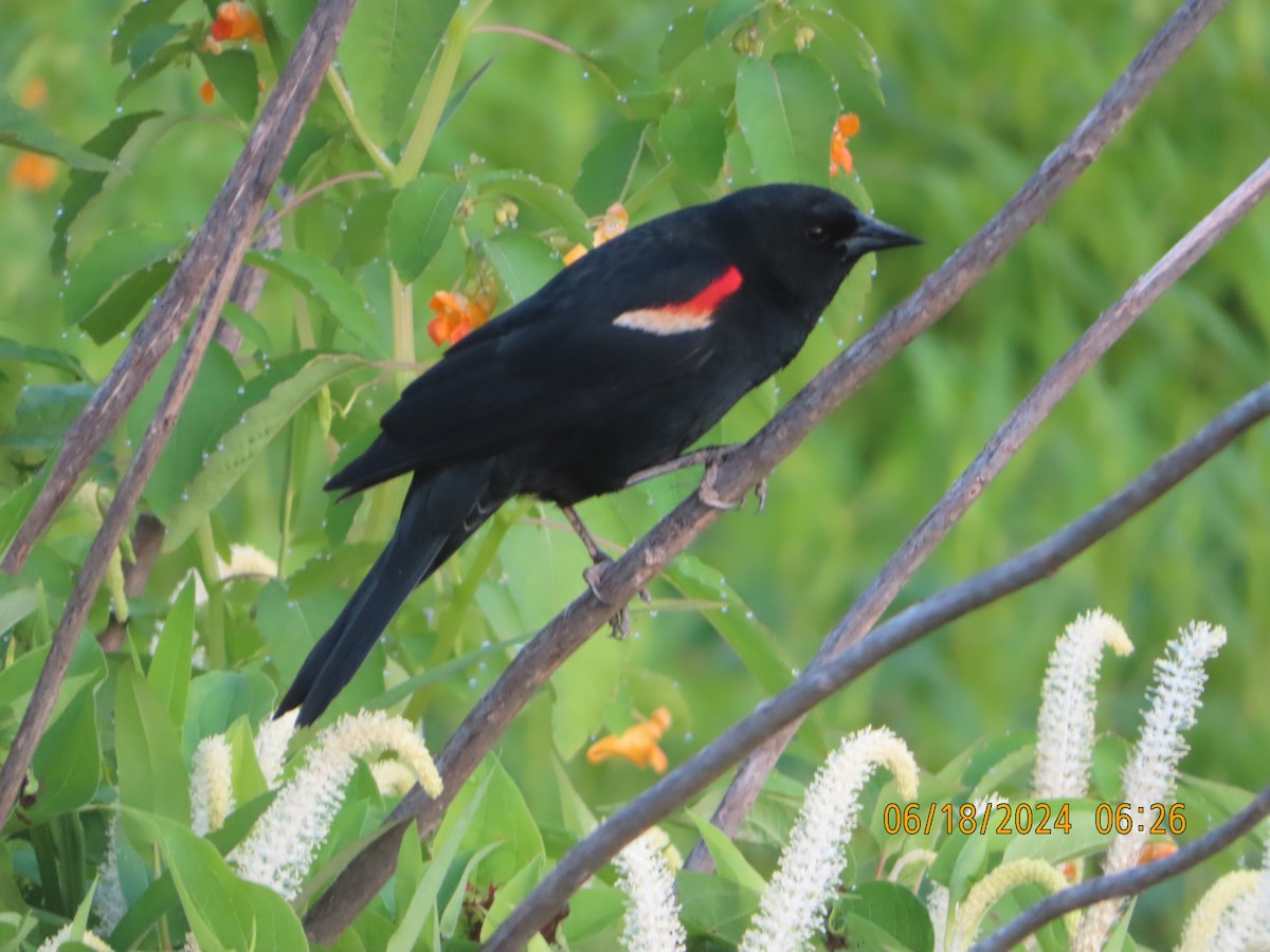 Red-winged Blackbird - P.W. Boyd