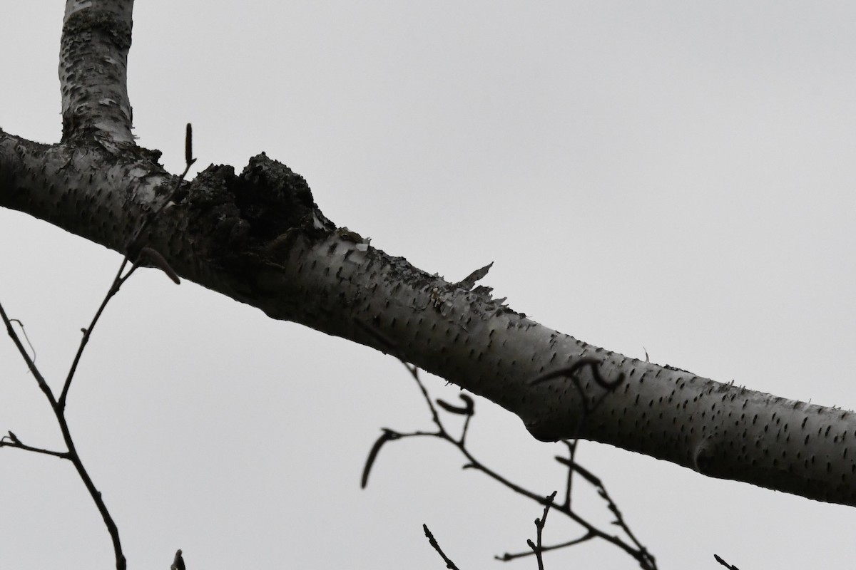 Ruby-throated Hummingbird - ML620565106