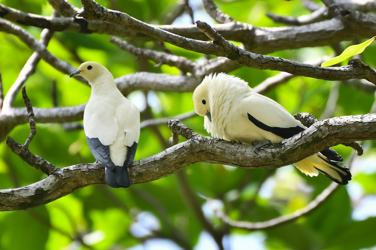Pied Imperial-Pigeon - ML620565110