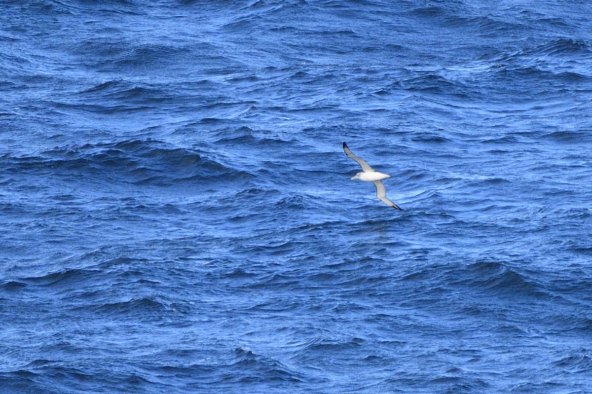 White-capped Albatross - ML620565112