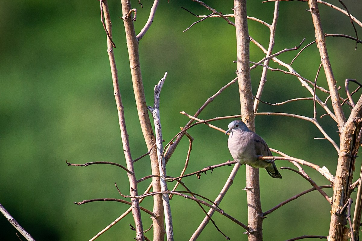 Plain-breasted Ground Dove - ML620565115