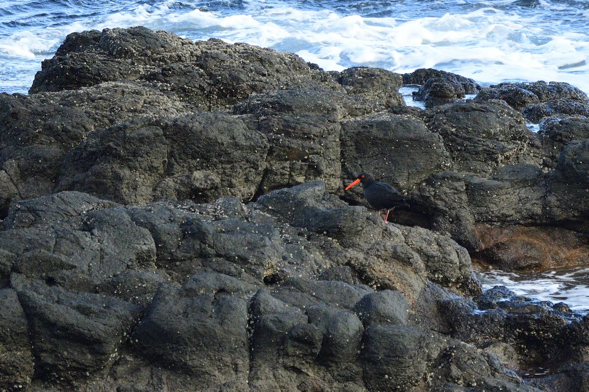 Sooty Oystercatcher - ML620565119