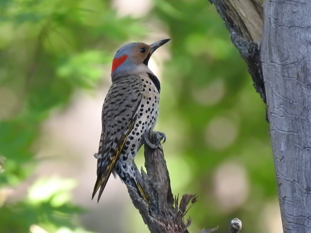 Northern Flicker (Yellow-shafted) - Dave McLain