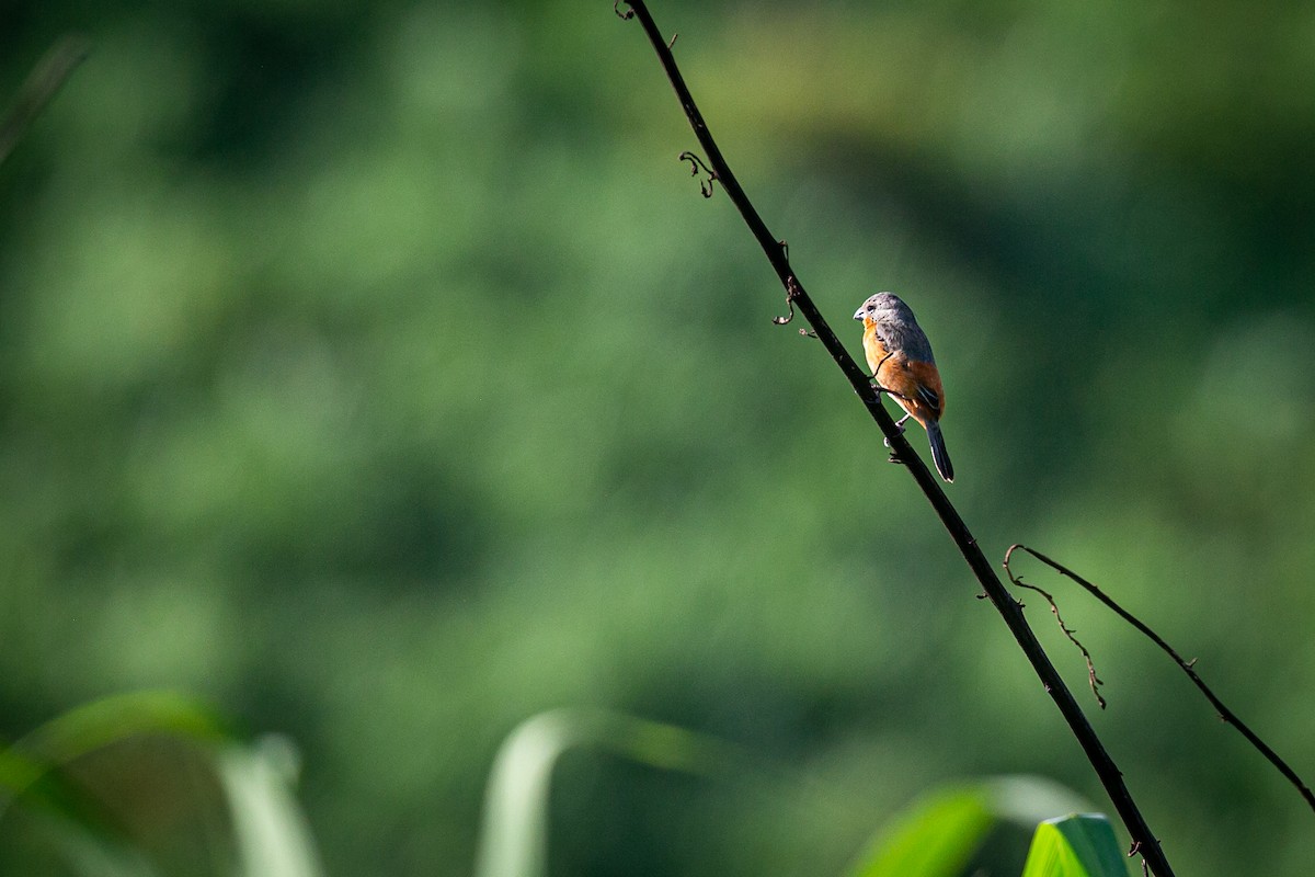 Ruddy-breasted Seedeater - Francisco Russo