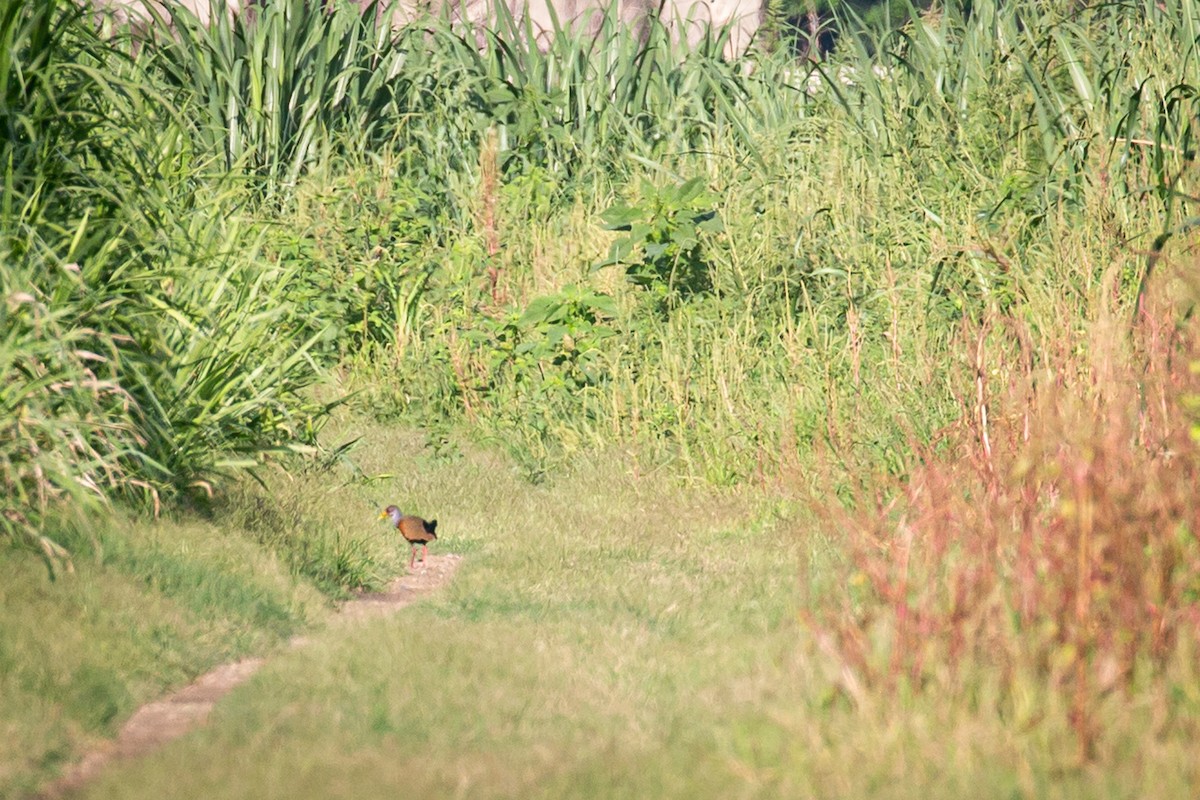 Gray-cowled Wood-Rail - Francisco Russo