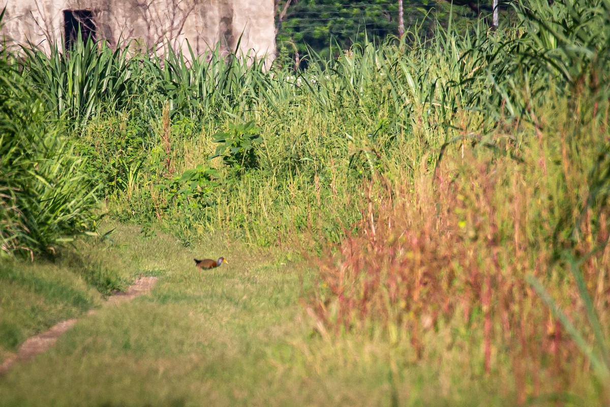 Gray-cowled Wood-Rail - ML620565133