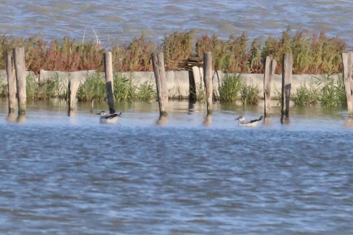 Little Gull - ML620565137