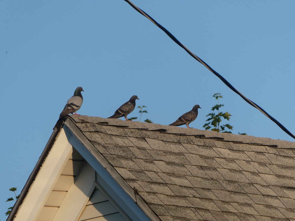 Rock Pigeon (Feral Pigeon) - ML620565147