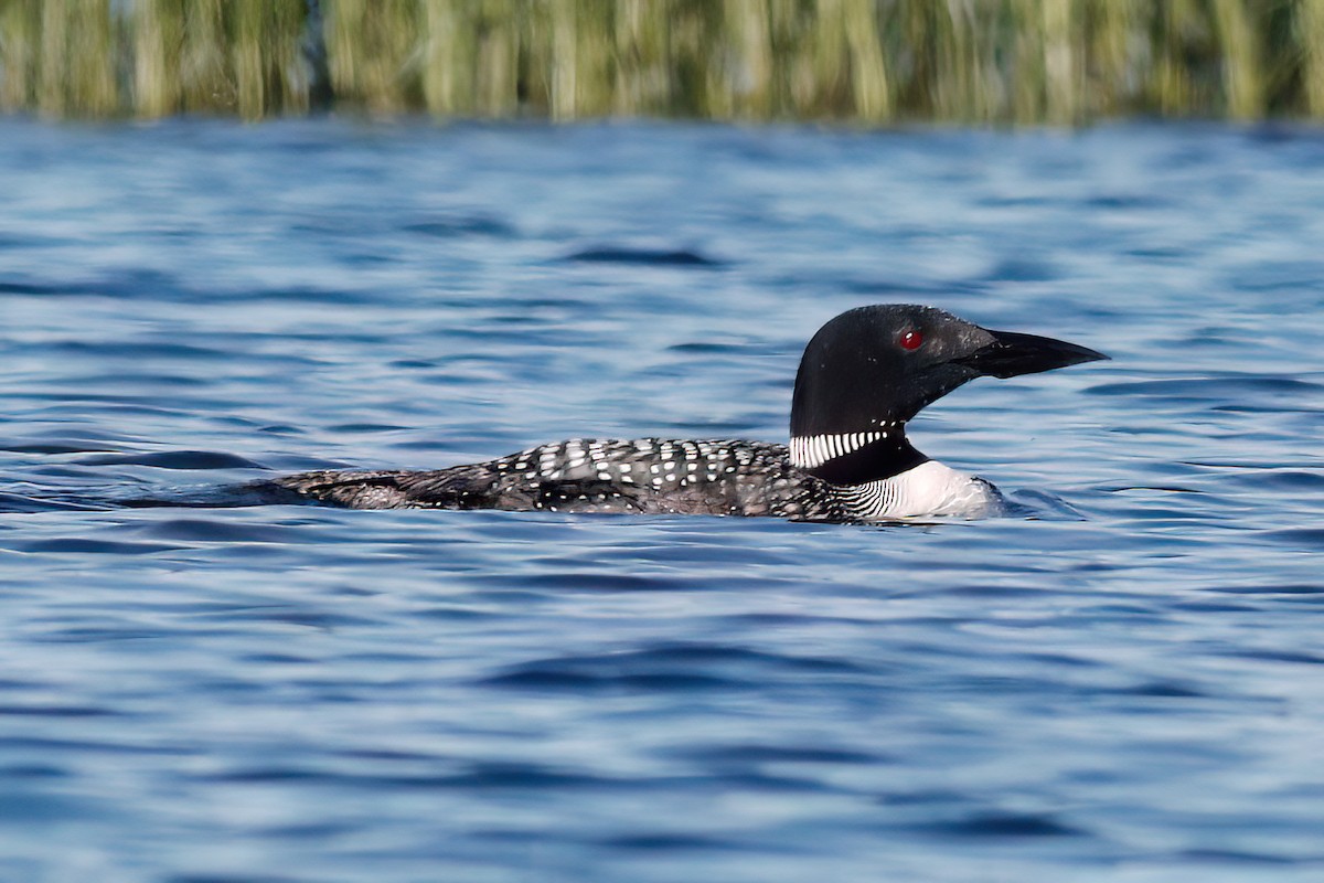 Plongeon huard - ML620565153