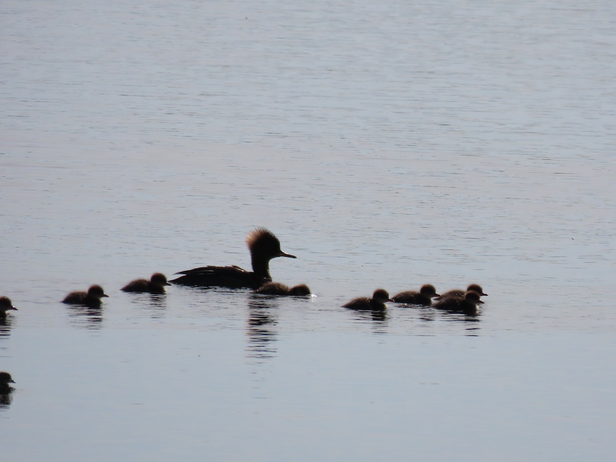 Hooded Merganser - ML620565168