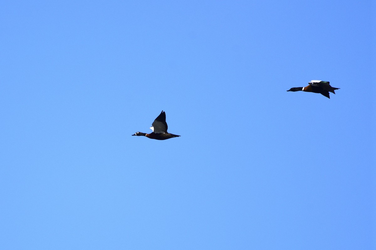 Australian Shelduck - ML620565172