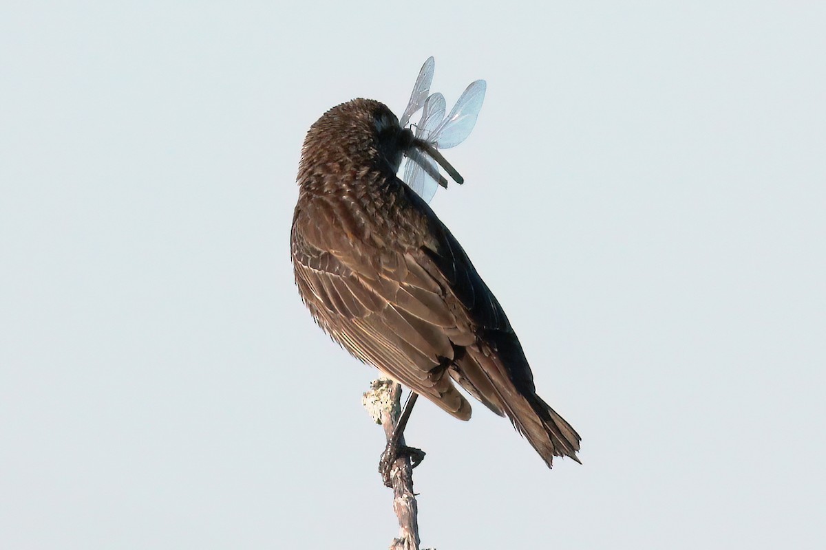 Red-winged Blackbird - Gary Jarvis