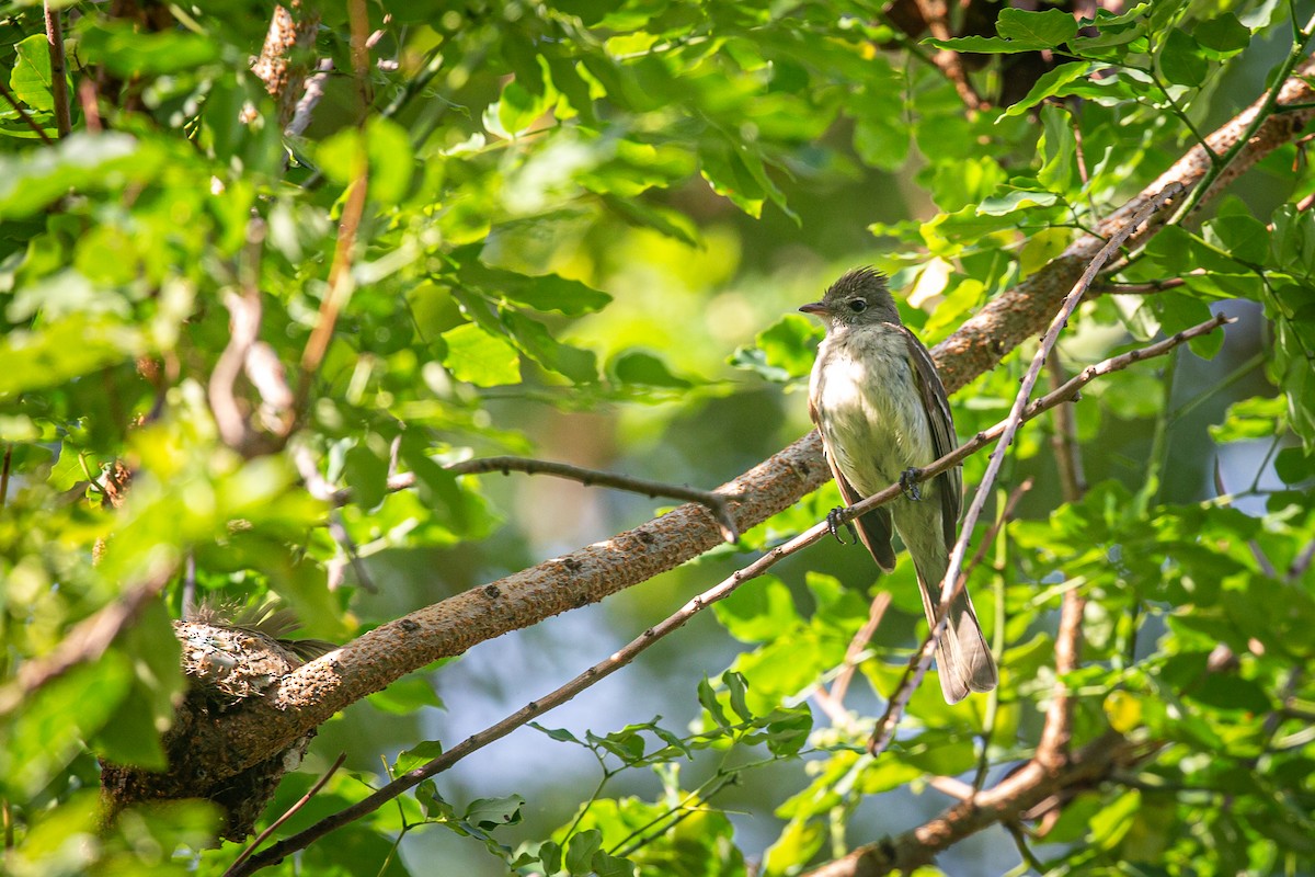 Yellow-bellied Elaenia - ML620565180