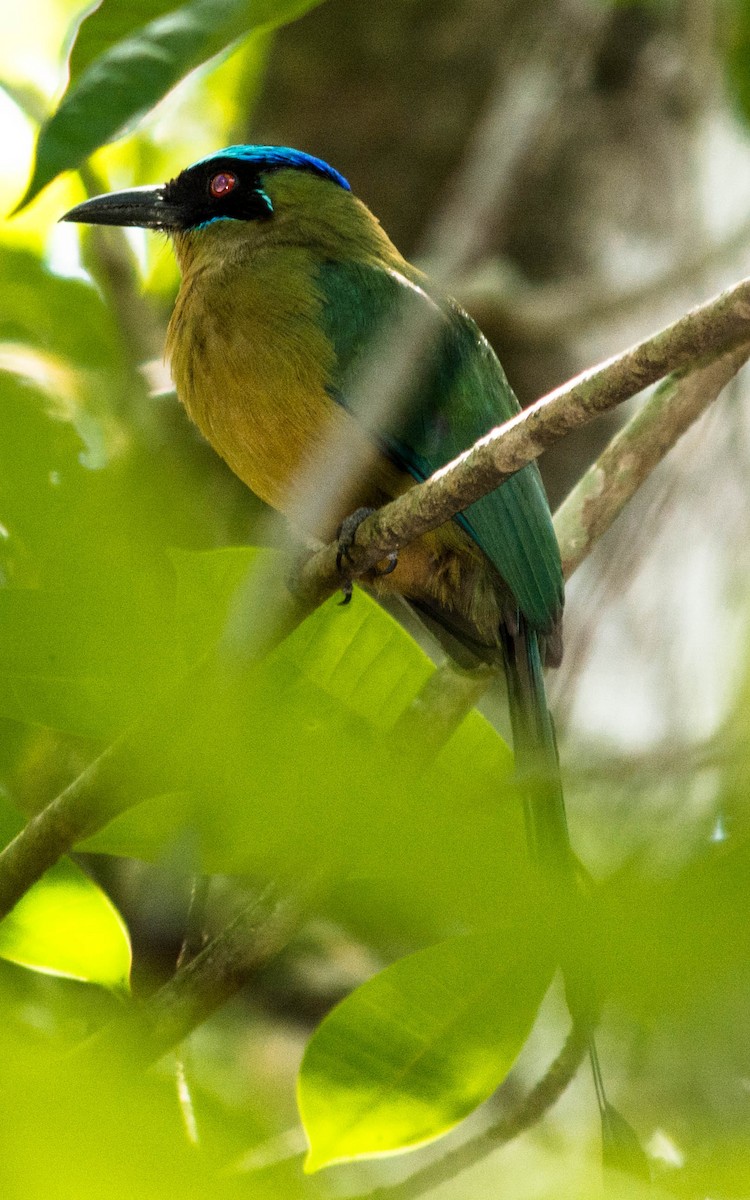 Amazonian Motmot - Eduardo Vieira 17