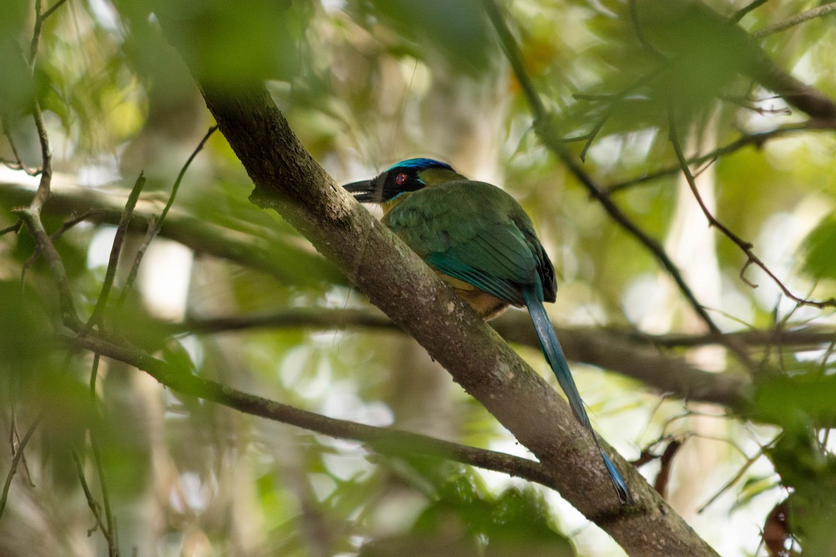 blåpannemotmot - ML620565189