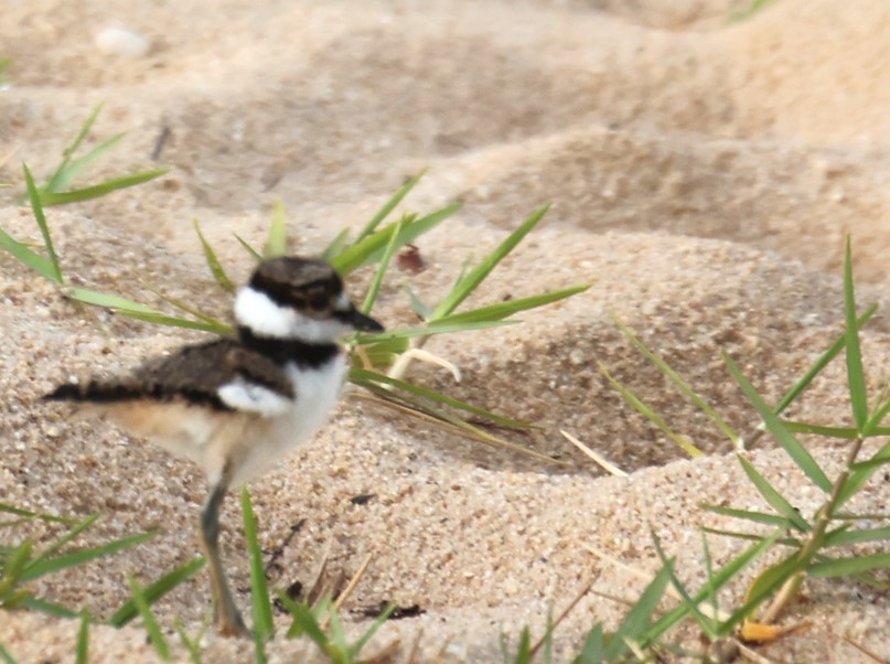 Killdeer - ML620565192