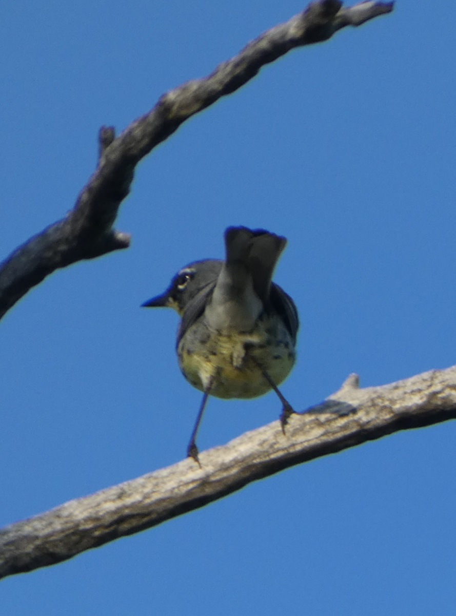 Kirtland's Warbler - ML620565196