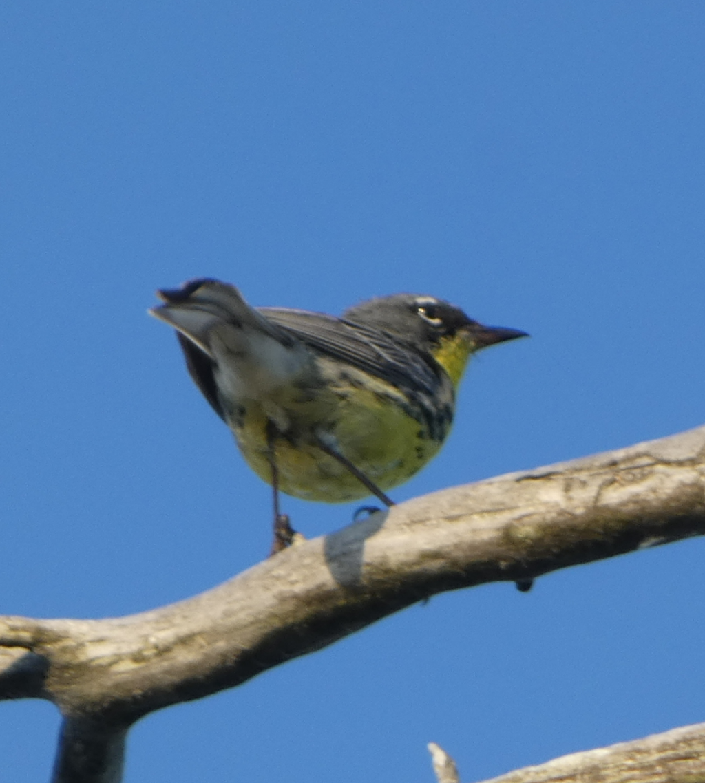 Kirtland's Warbler - ML620565197