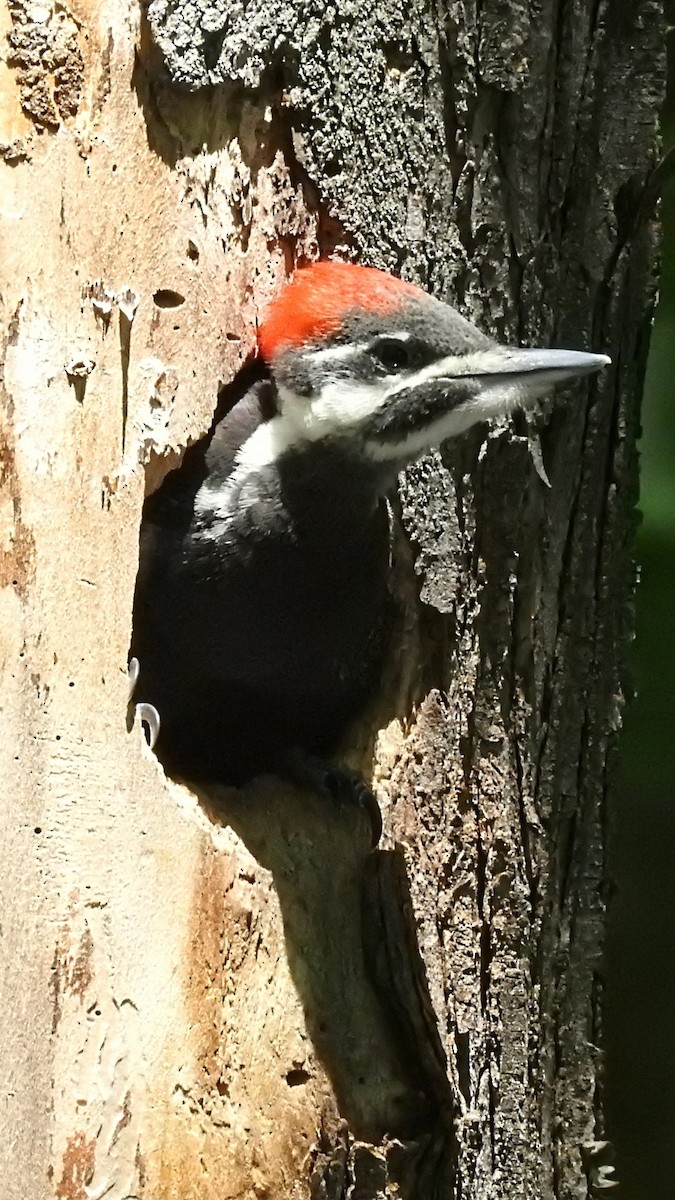 Pileated Woodpecker - ML620565200