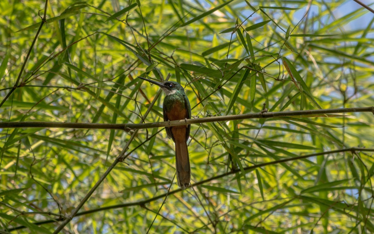 Rufous-tailed Jacamar - ML620565209