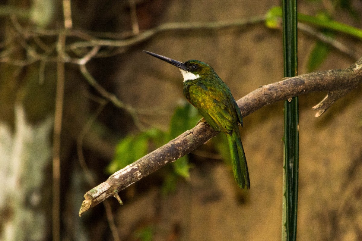 Jacamar à queue rousse - ML620565210