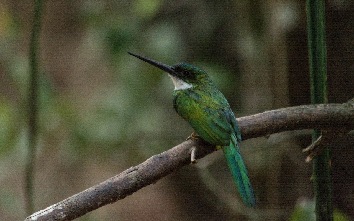 Jacamar à queue rousse - ML620565212