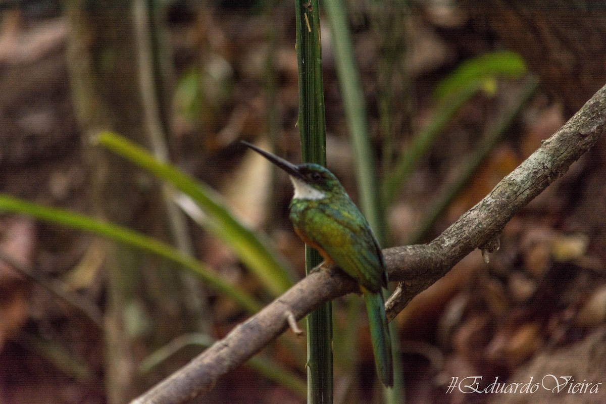 Rufous-tailed Jacamar - Eduardo Vieira 17