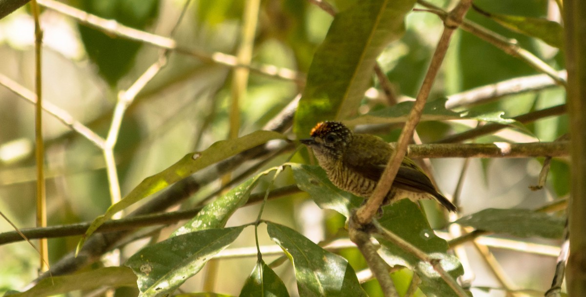 Golden-spangled Piculet (Pernambuco) - Eduardo Vieira 17