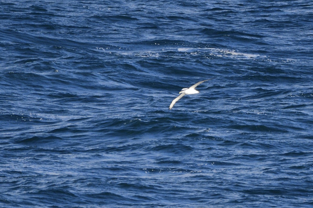 White-capped Albatross - ML620565226