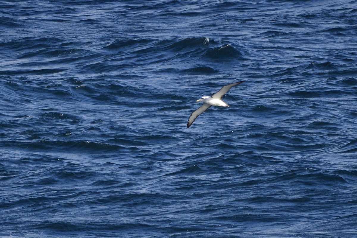 White-capped Albatross - ML620565227