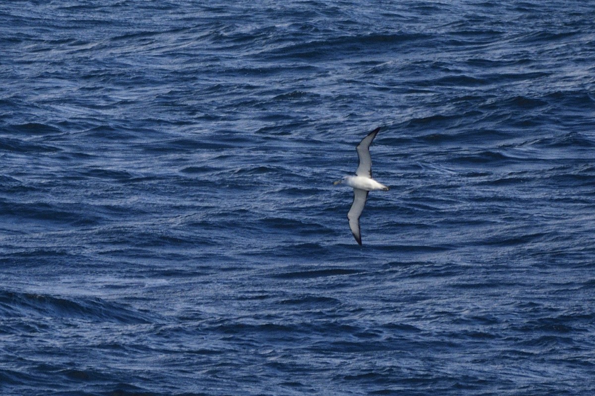 Albatros à cape blanche - ML620565229