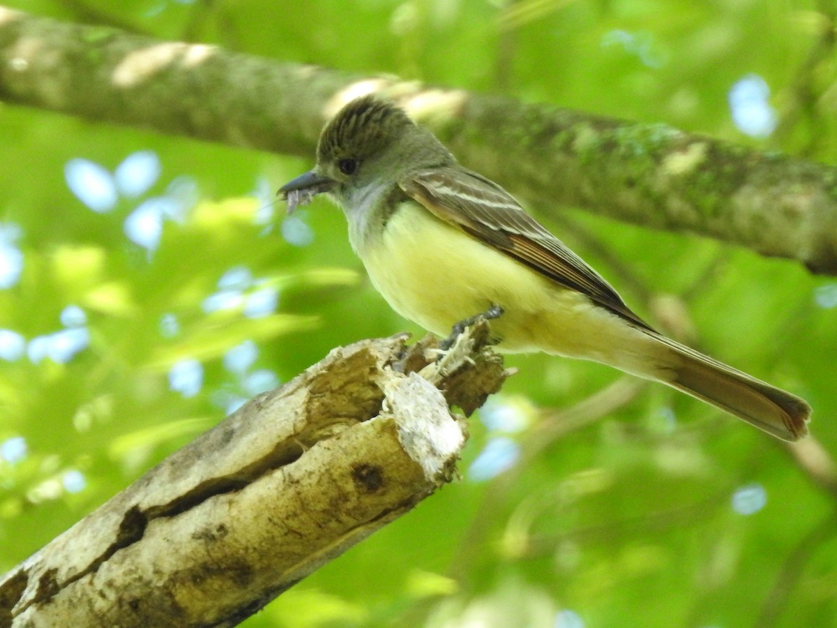 Great Crested Flycatcher - ML620565239